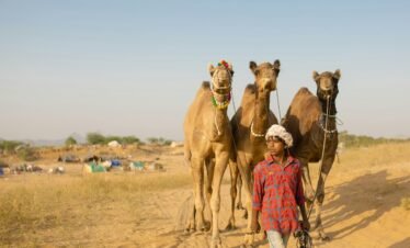 A young boy leads adorned camels through the sandy terrains of Pushkar, India under a clear blue sky.