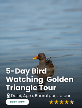 5-Day Bird Watching Golden Triangle Tour